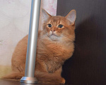 Кошки в Самаре: котята, 25 000 руб. - фото 2