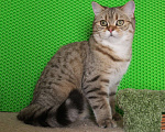 Кошки в Клине: Подрощенный котик Мальчик, 1 руб. - фото 1