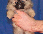 Собаки в Химках: померанский шпиц кукольная девочка Девочка, 30 000 руб. - фото 5