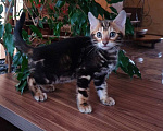 Кошки в Москве: Бенгальский мальчик  Мальчик, 25 000 руб. - фото 3