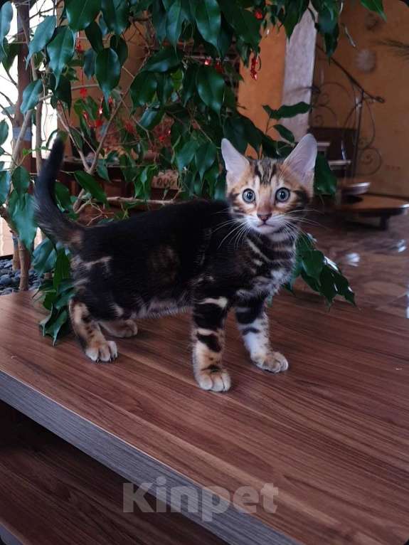 Кошки в Москве: Бенгальский мальчик  Мальчик, 25 000 руб. - фото 3