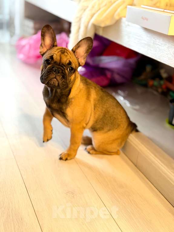 Собаки в Москве: Девочка французский бульдог Девочка, 50 руб. - фото 2