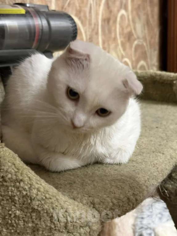 Кошки в Москве: Котенок Юлька в добрые руки Девочка, Бесплатно - фото 3