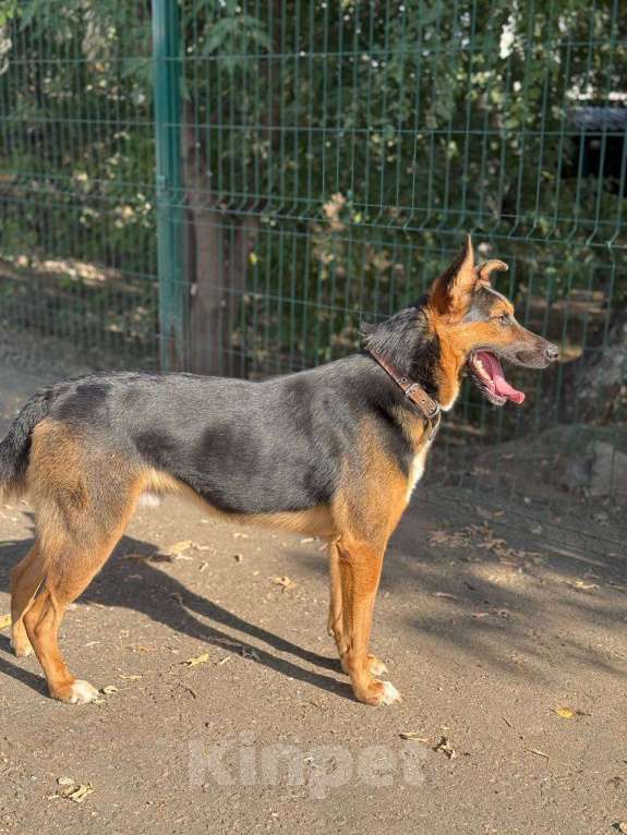 Собаки в Москве: Яго  Мальчик, Бесплатно - фото 5