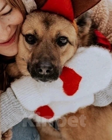 Собаки в Москве: Нежная Варенька в дар Девочка, Бесплатно - фото 4