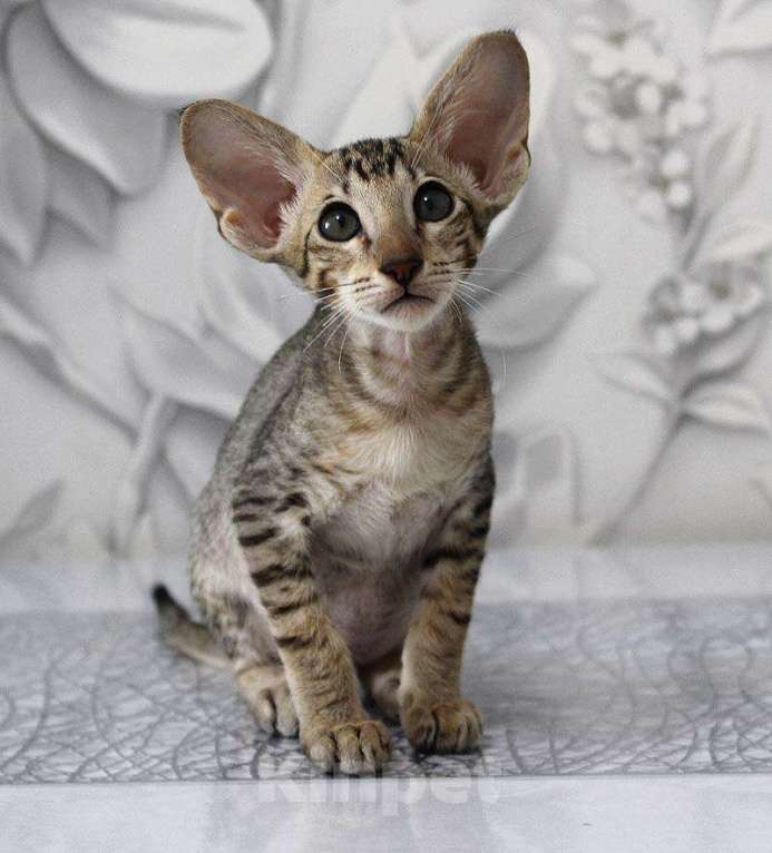 Кошки в Новосибирске: Котёнок Петерболд Девочка, 45 000 руб. - фото 4