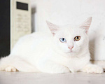 Кошки в других городах Московской области: Белоснежный Аполлон ждет Вас! Мальчик, Бесплатно - фото 6