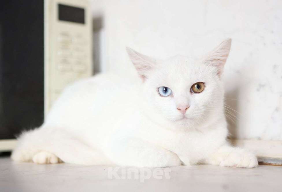 Кошки в других городах Московской области: Белоснежный Аполлон ждет Вас! Мальчик, Бесплатно - фото 6