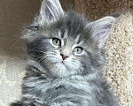 Кошки в Новосибирске: Мейкун  Девочка, Бесплатно - фото 5