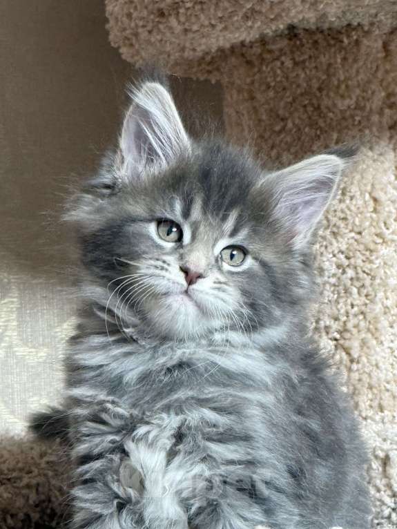 Кошки в Новосибирске: Мейкун  Девочка, Бесплатно - фото 5