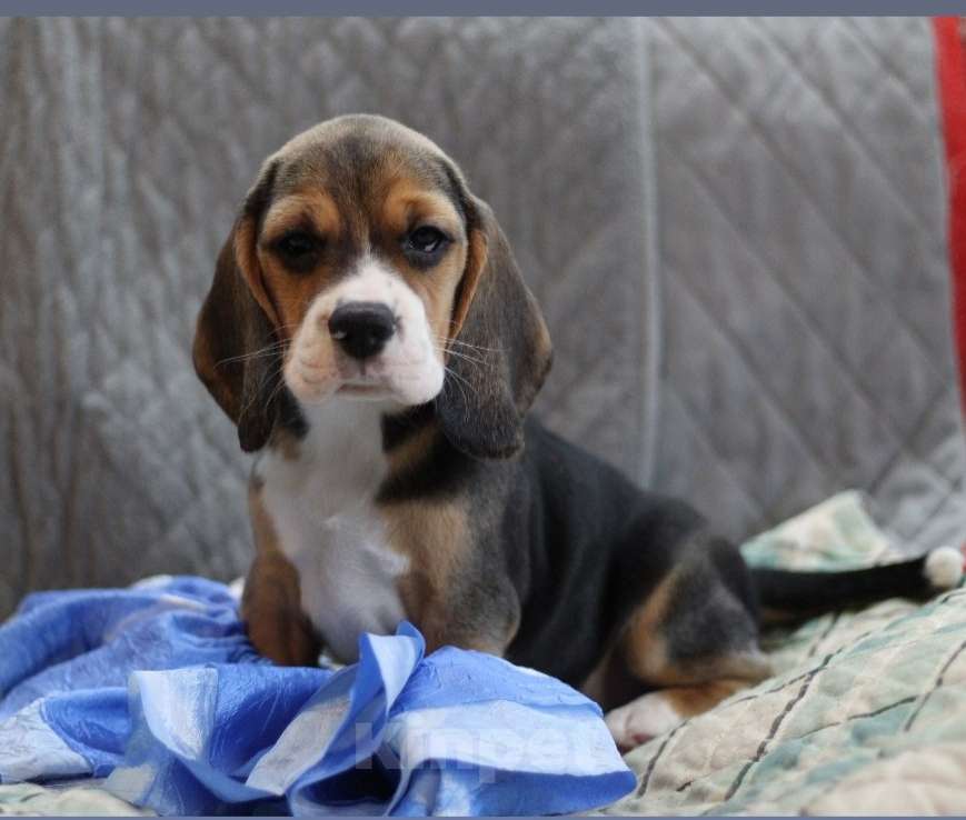 Собаки в других городах Московской области: Сука бигль. Девочка, 60 000 руб. - фото 3