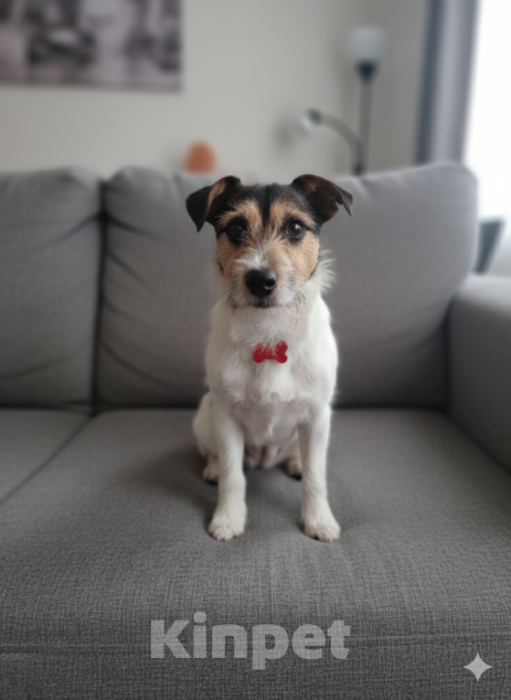 Собаки в Санкт-Петербурге: Маленькая собака в добрые руки Девочка, Бесплатно - фото 5