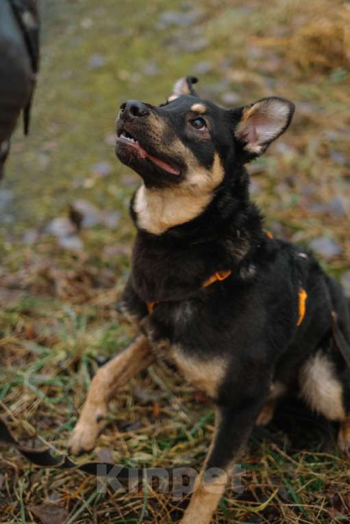 Собаки в Санкт-Петербурге: Юный Скаут из приюта в добрые руки Мальчик, Бесплатно - фото 7
