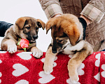 Собаки в Мытищах: Щенок Борис ищет любящую семью Мальчик, Бесплатно - фото 2
