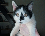 Кошки в других городах Московской области: Крошка Эли ищет семью Девочка, Бесплатно - фото 1