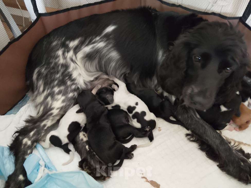 Собаки в других городах Ярославской области: Щенок русского охотничьего спаниеля Разнополые, 10 000 руб. - фото 1