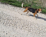Собаки в Лосином-Петровском: эстонская гончая Мальчик, 1 руб. - фото 1