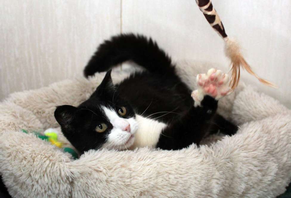 Кошки в Калуге: Феличита из магазина ищет дом. Молодая кошечка в добрые руки. Девочка, Бесплатно - фото 8