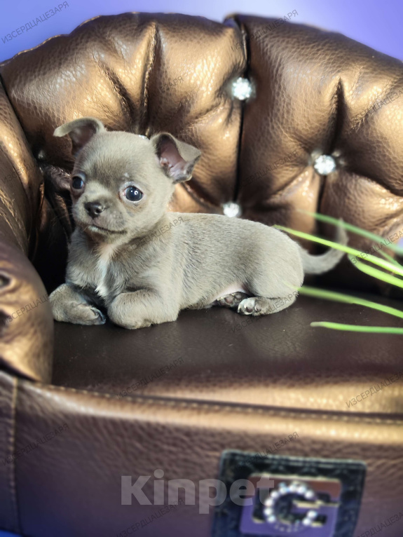 Собаки в Москве: Голубого окраса чудо мальчик чихуахуа  Мальчик, 50 000 руб. - фото 2
