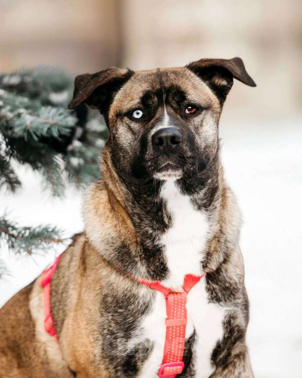 Собаки в Москве: Шикарная Тина ищет дом Девочка, Бесплатно - фото 6