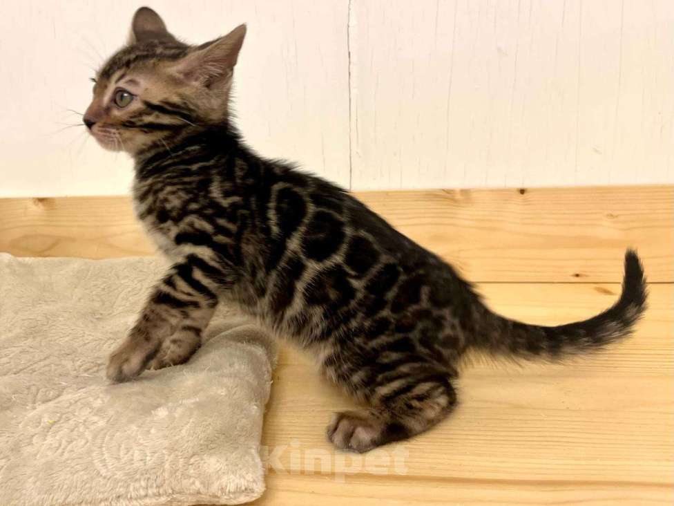 Кошки в Москве: Бенгальский котенок  Мальчик, 50 000 руб. - фото 7