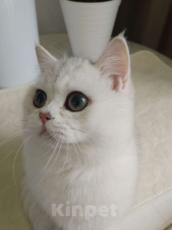 Кошки в Москве: Британский мальчик ш Нила серебро Мальчик, 60 000 руб. - фото 4