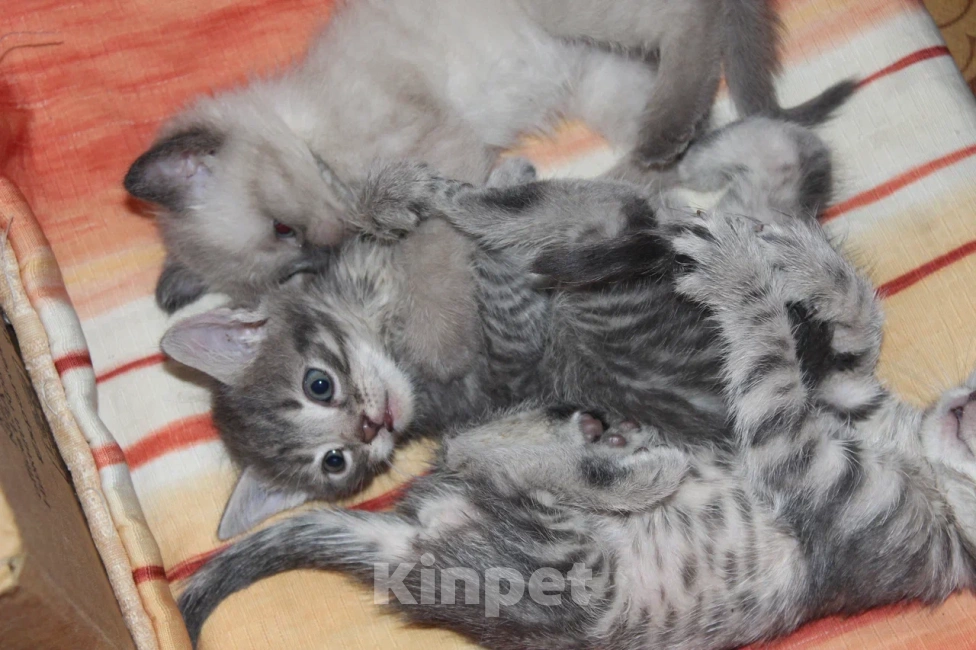 Кошки в Балашихе: котята в поисках дома Девочка, Бесплатно - фото 2