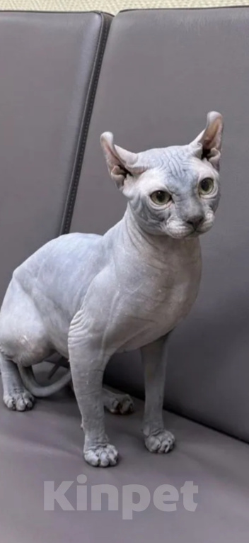 Кошки в Кемерово: Котята сфинкс Мальчик, 10 000 руб. - фото 5