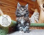 Кошки в Иваново: Котёнок мейн-кун Девочка, 40 000 руб. - фото 3