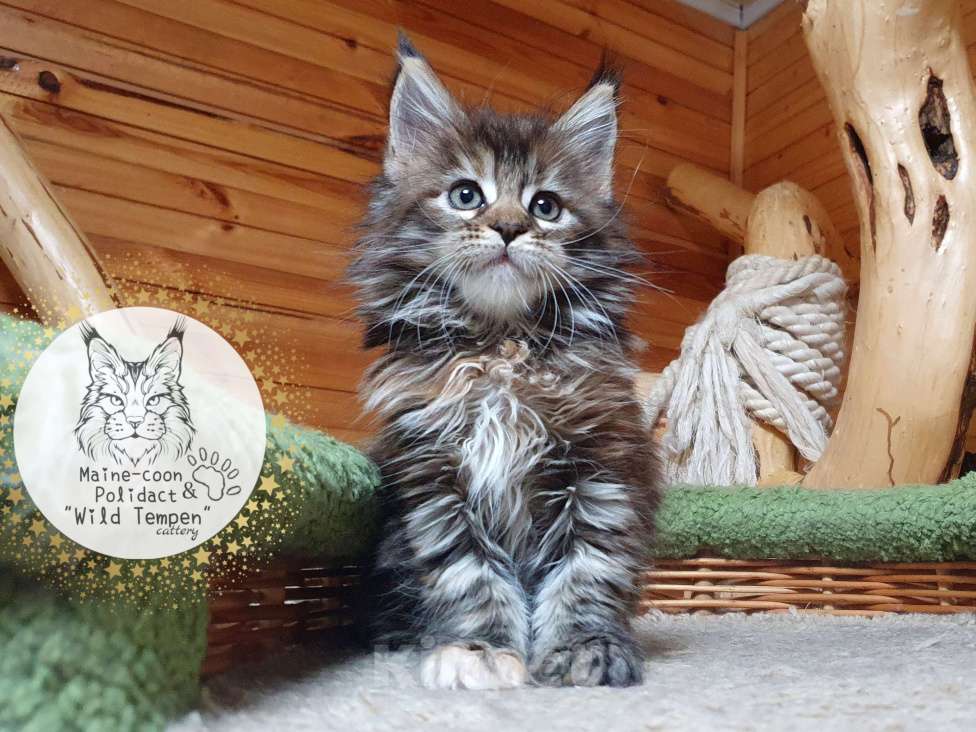 Кошки в Иваново: Котёнок мейн-кун Девочка, 40 000 руб. - фото 3