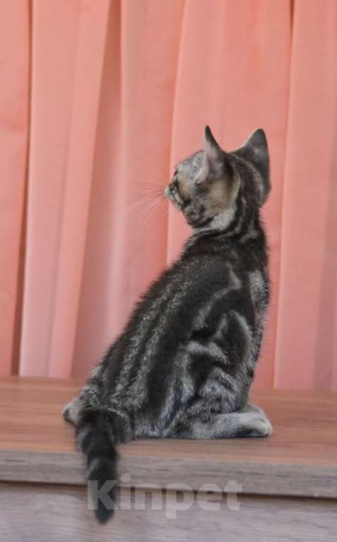 Кошки в Москве: Котенок Американской короткошерстной породы Мальчик, 75 000 руб. - фото 5