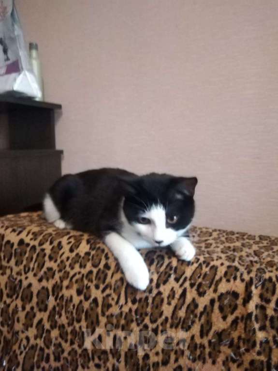 Кошки в Омске: Черно-белый котик 2 года Мальчик, Бесплатно - фото 5