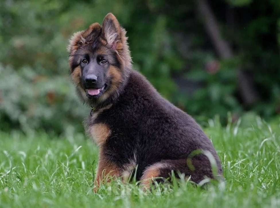 Собаки в Екатеринбурге: Team Allemo Haus Madelein Девочка, 50 000 руб. - фото 3