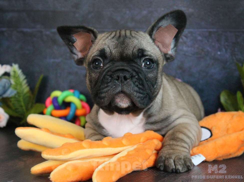 Собаки в других городах Воронежской области: Мальчик французик Мальчик, 60 000 руб. - фото 6