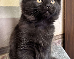 Кошки в Петергофе: Девулечка Девочка, 45 000 руб. - фото 3