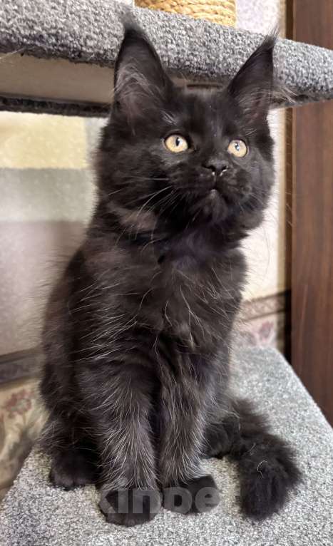 Кошки в Петергофе: Девулечка Девочка, 45 000 руб. - фото 3