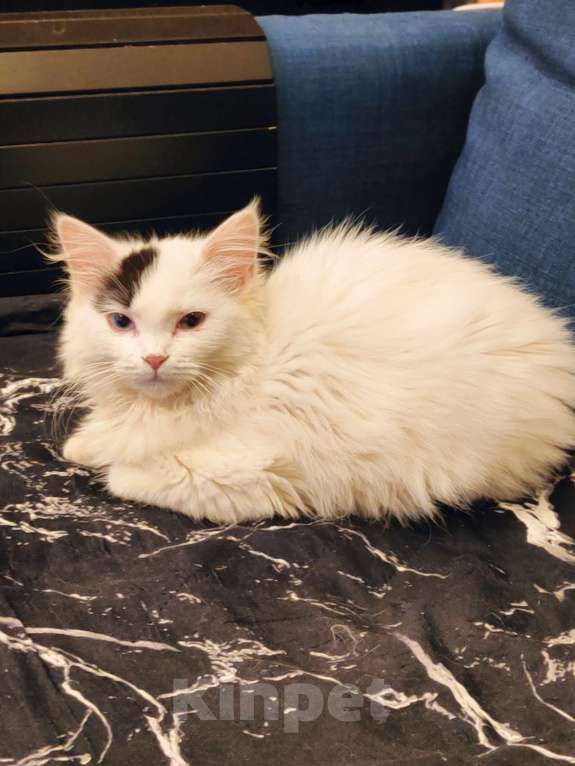 Кошки в Люберцах: Манчкин лонг Мальчик, 15 000 руб. - фото 1