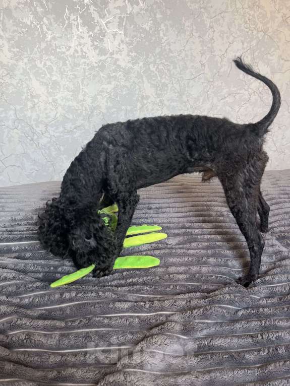 Собаки в Миллерово: Ищу ответственных и любящих родителей для Кокоса Мальчик, Бесплатно - фото 3