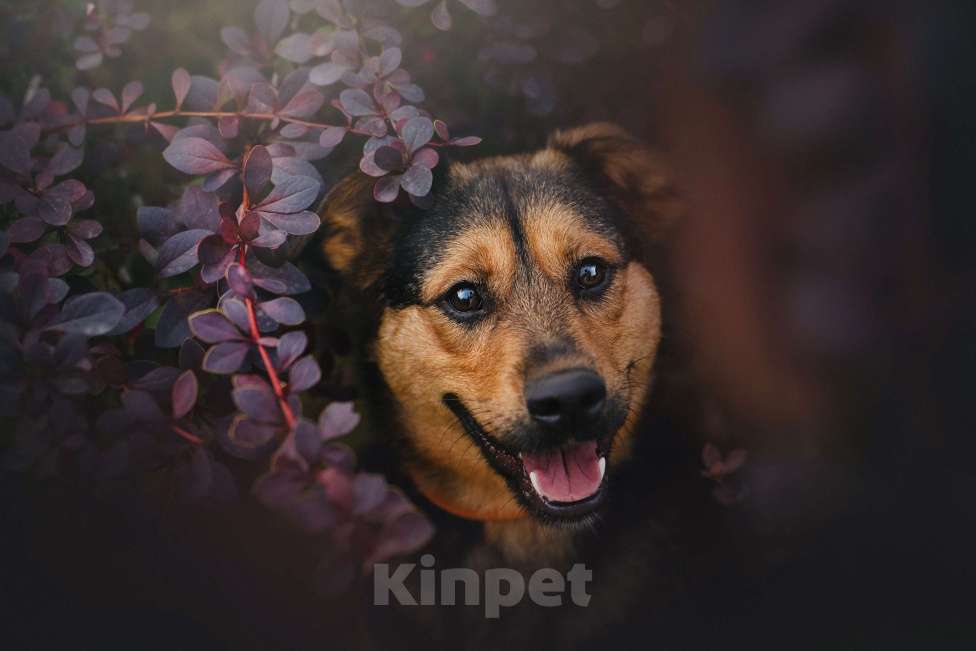 Собаки в Санкт-Петербурге: Макс ищет дом Мальчик, Бесплатно - фото 1