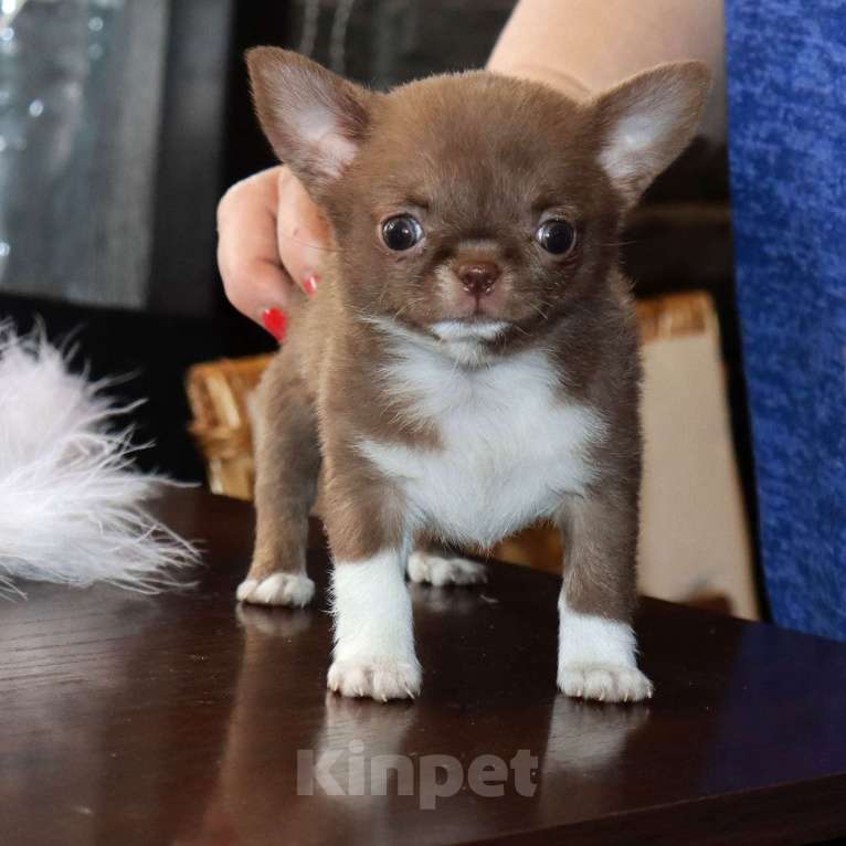 Собаки в Москве: Крошка чихуахуа Девочка, 100 000 руб. - фото 4