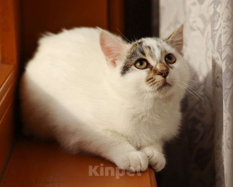 Кошки в Москве: Маленькая Варя грустит — никто не хочет забирать ее Девочка, Бесплатно - фото 3