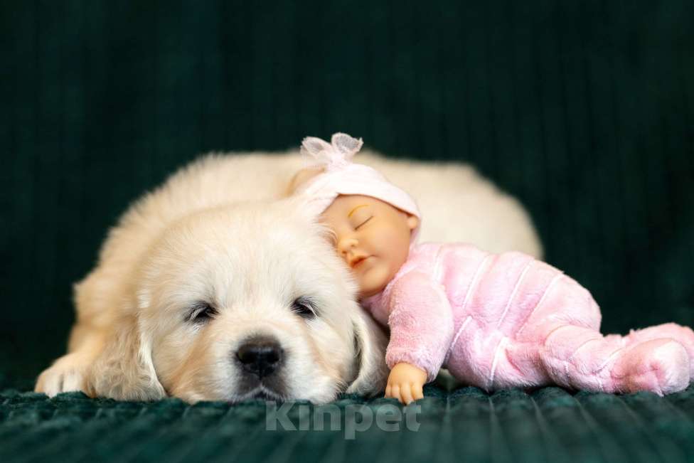 Собаки в других городах Московской области: Злата Девочка, 100 000 руб. - фото 1