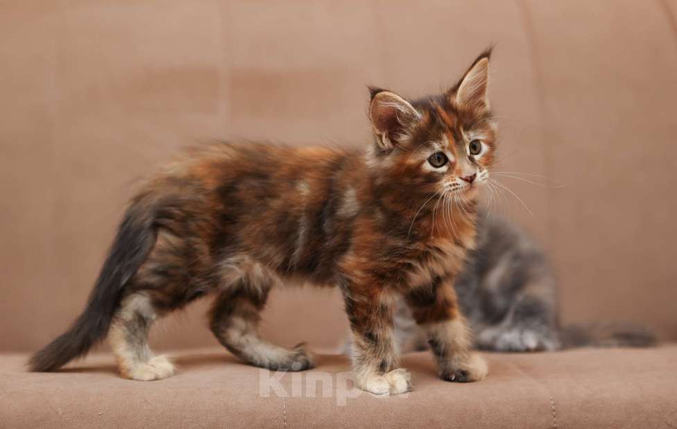 Кошки в Москве: Котенок мейн-кун Девочка, 60 000 руб. - фото 3