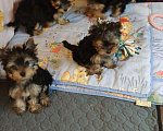 Собаки в Ореховом-Зуево: Щенки йоркширского терьера Мальчик, 25 000 руб. - фото 1