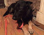 Собаки в Твери: Найдена собака Девочка, 1 руб. - фото 1