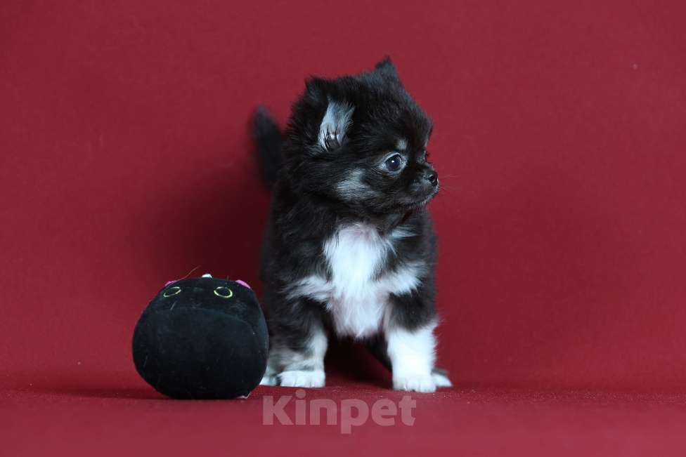 Собаки в Курске: Щенок чихуахуа Мальчик, Бесплатно - фото 3