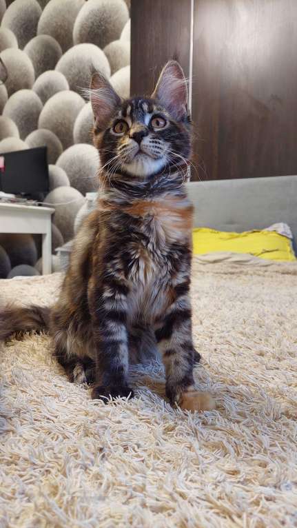 Кошки в Подольске: Котята мейн-кун Разнополые, Бесплатно - фото 4