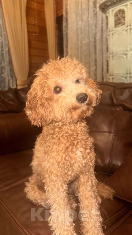 Собаки в Москве: ВЯЗКА ТОЙ-ПУДЕЛЬ Мальчик, 5 000 руб. - фото 1