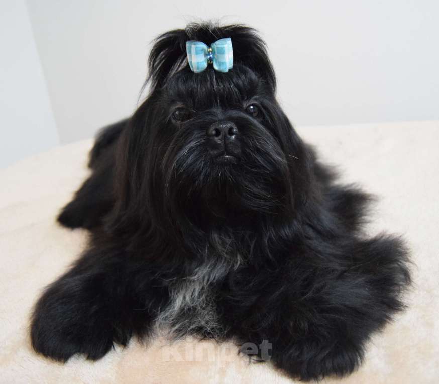 Собаки в Краснодаре: Ши тцу подростки . Мальчик, 40 000 руб. - фото 1