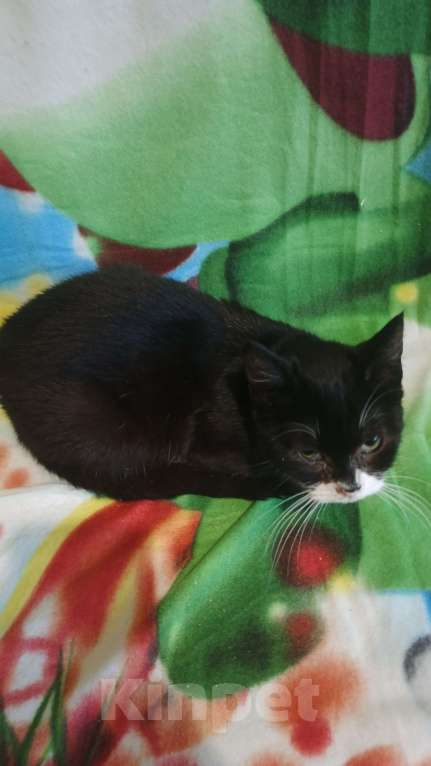 Кошки в Санкт-Петербурге: Фросик Мальчик, Бесплатно - фото 3